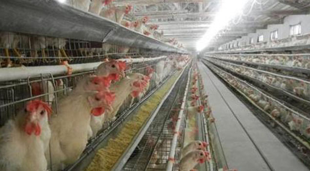 湖北省鸡舍养殖蒸汽锅炉投入使用，冬季传染病全部走开！