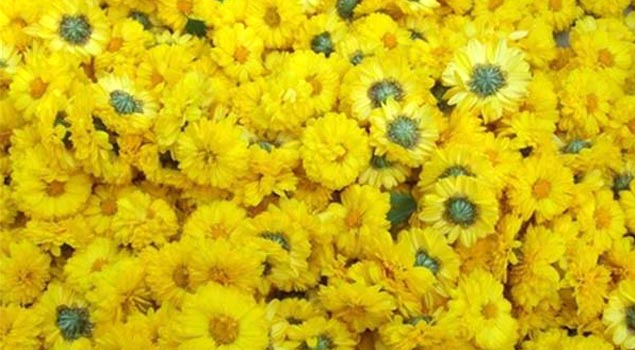 如何制出品质优良菊花茶？菊花烘干蒸汽发生器满足你