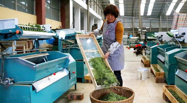 春茶贵如金，茶商如何在短时间内海量备货？